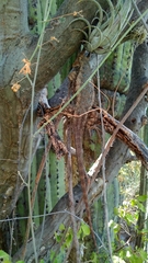 Sceloporus spinosus
