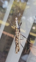 Anisomorpha buprestoides