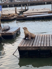 Zalophus californianus