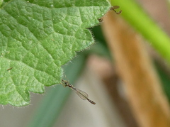 Leptopteromyia americana