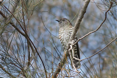 Chrysococcyx lucidus