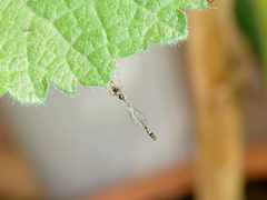 Leptopteromyia americana