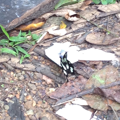 Papilio hesperus hesperus