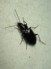 Agonum
