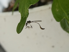 Leptopteromyia americana