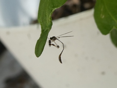 Leptopteromyia americana