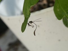 Leptopteromyia americana