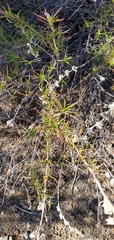 Trichostema lanatum