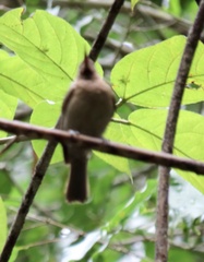 Myzomela obscura