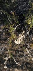 Trichostema lanatum