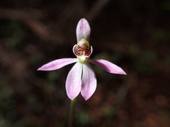 Caladenia variegata