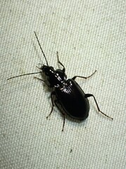 Agonum