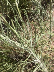 Senecio flaccidus flaccidus