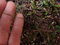 Caladenia variegata