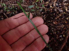 Caladenia variegata