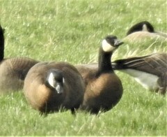 Branta canadensis occidentalis