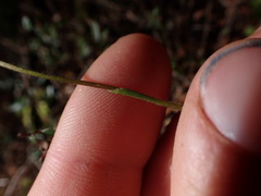 Caladenia variegata