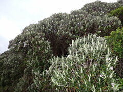 Macrolearia angustifolia