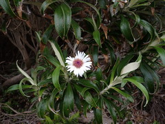 Macrolearia angustifolia