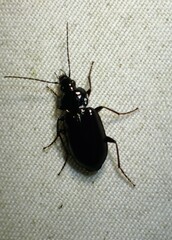Agonum