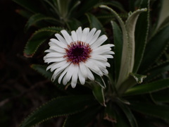 Macrolearia angustifolia