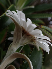 Macrolearia angustifolia