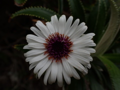 Macrolearia angustifolia