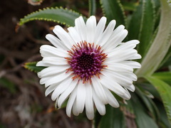 Macrolearia angustifolia