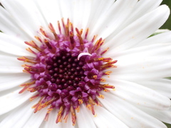 Macrolearia angustifolia