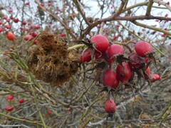 Rosa nutkana