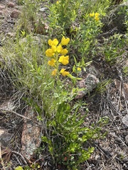 Thermopsis montana