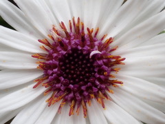 Macrolearia angustifolia