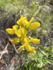 Thermopsis montana