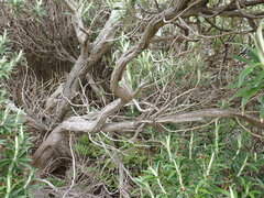 Macrolearia angustifolia