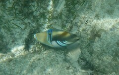 Rhinecanthus aculeatus