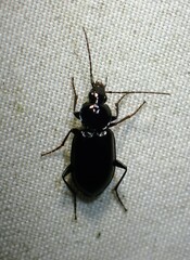 Agonum
