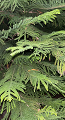 Araucariaceae