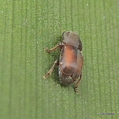 Urodontinae