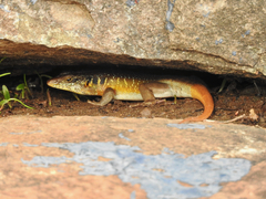 Trachylepis margaritifera