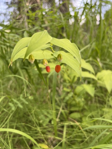 Streptopus amplexifolius iNat (1)