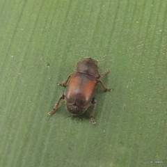 Urodontinae