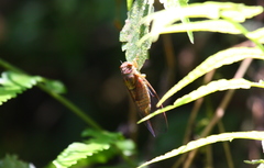 Vagitanus terminalis