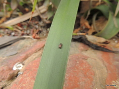 Urodontinae