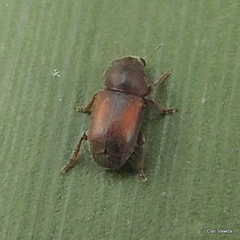 Urodontinae