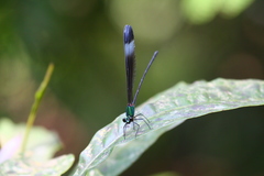 Psolodesmus mandarinus mandarinus