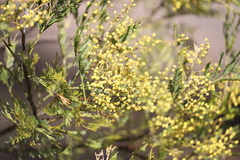 Acacia filicifolia