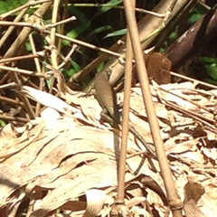 Trachylepis