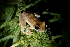 Osteocephalus yasuni