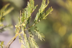 Acacia filicifolia