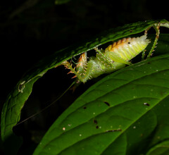 Panacanthus cuspidatus